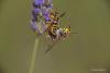 Anthidium sp.